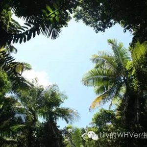 Lily的环澳之旅（二）：Fraser Island及Noosa Heads