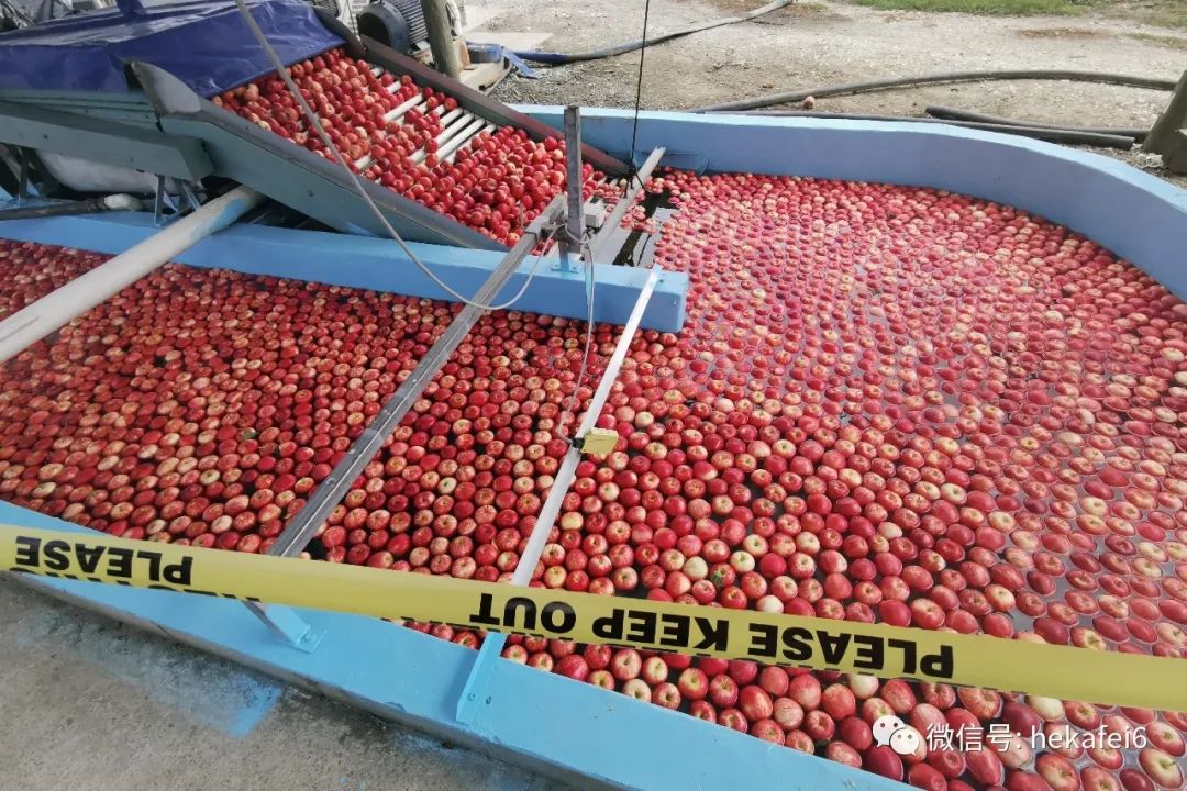 十级无聊挑战：一天看12小时的苹果