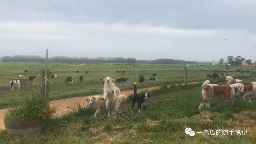 澳洲一年工作大比拼！超市、肉厂、清洁工、酒吧、挤奶、农场...