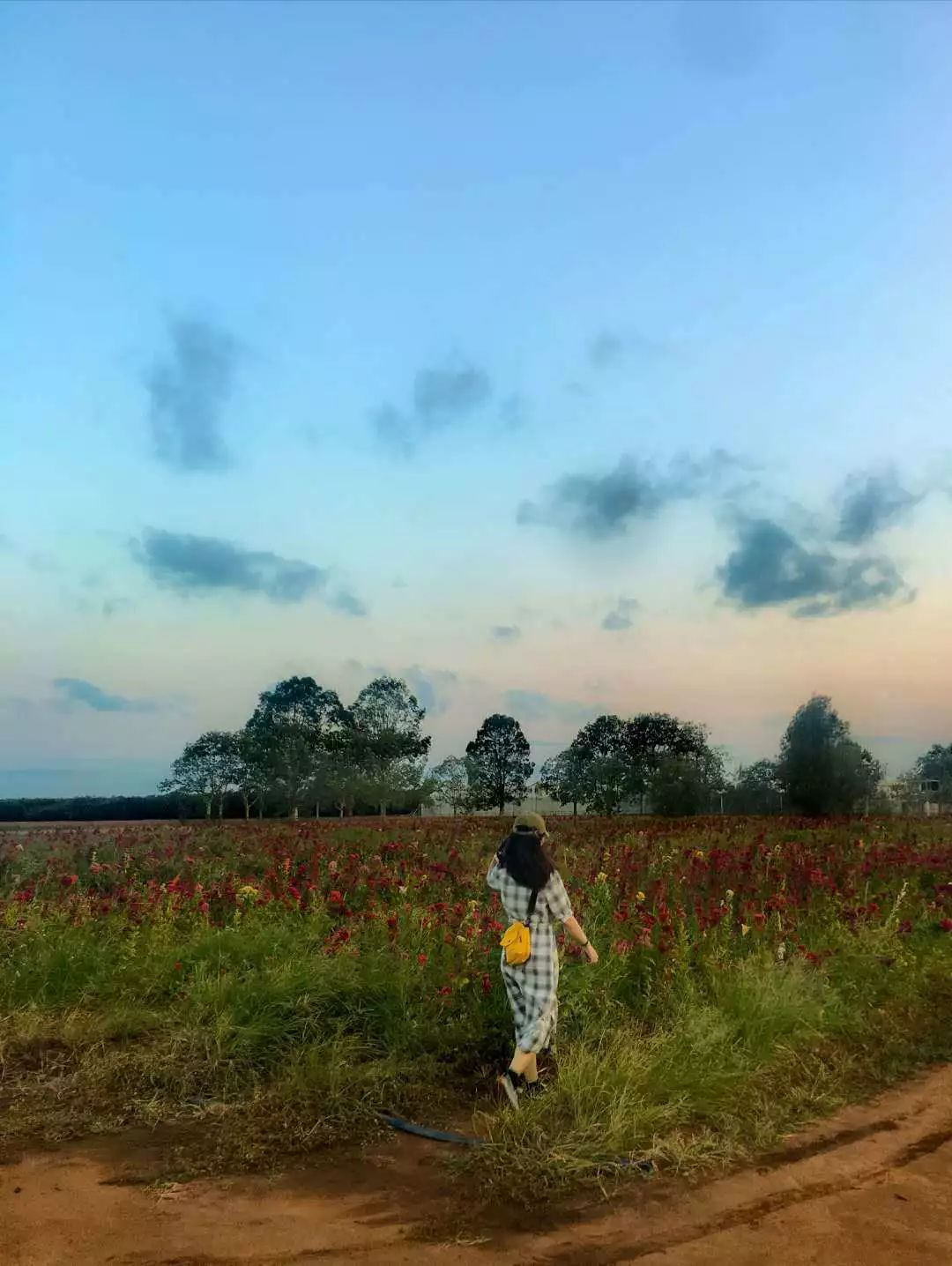 在Bundaberg的农场体验