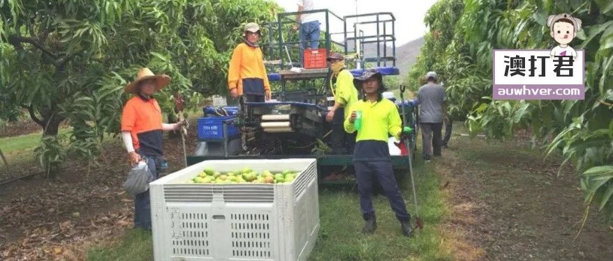 一个WHVer的完整2年，农场肉厂送餐读书全体验