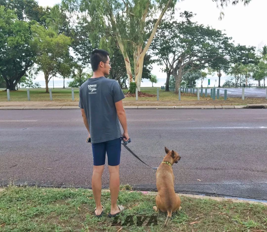 我的圣诞＆元旦假期|在陌生人家里养狗