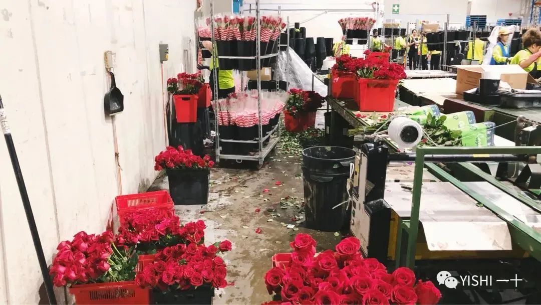悉尼网红鲜花厂最新体验报告！外加另5份工作体验...