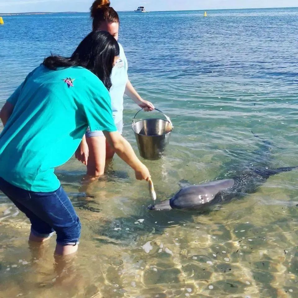 澳洲西部，沙漠和大海组成的疯狂旅行