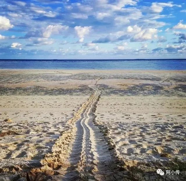 旅居海岛｜Heron Island（赫伦岛）