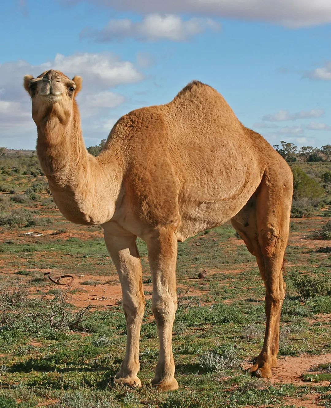 澳洲山火当前，可怜的骆驼为啥被射杀？
