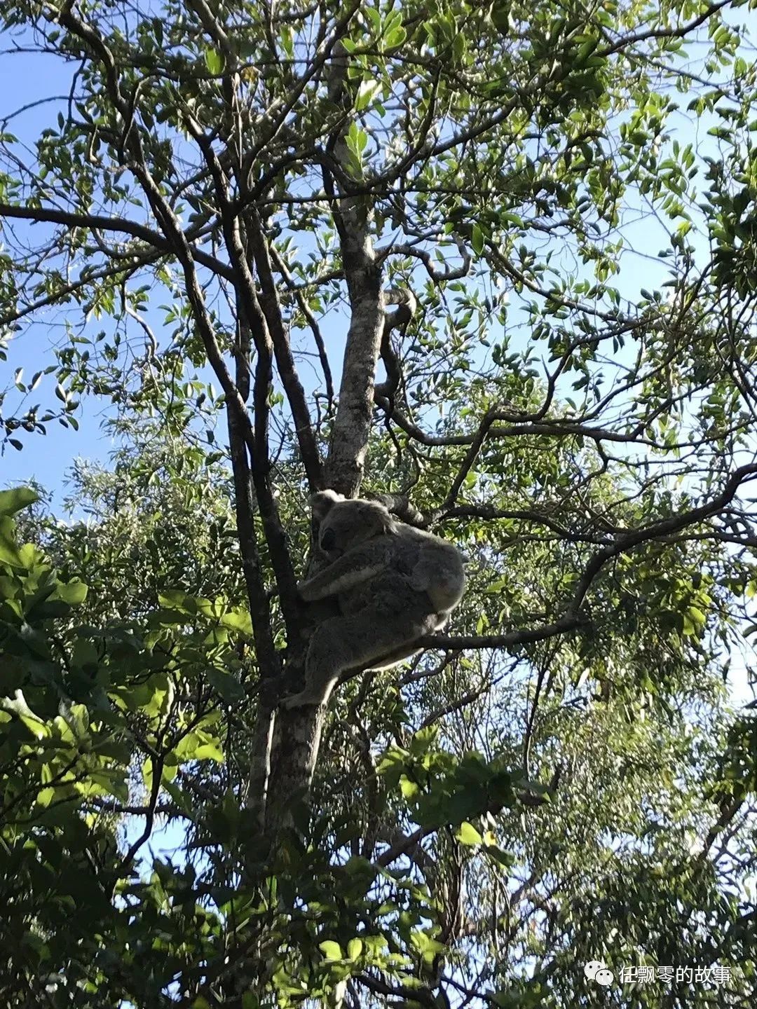 Magnetic Island