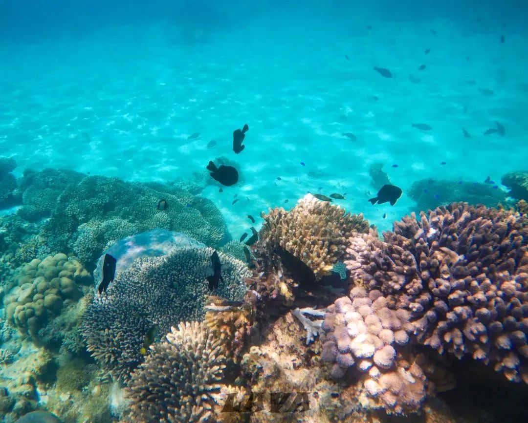 Coral Bay | 与大海热恋的日子