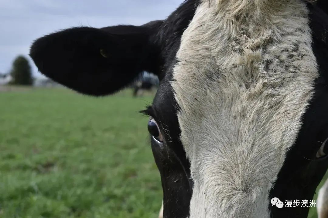 在澳洲当个牧民！如何选择体验好的奶牛场？