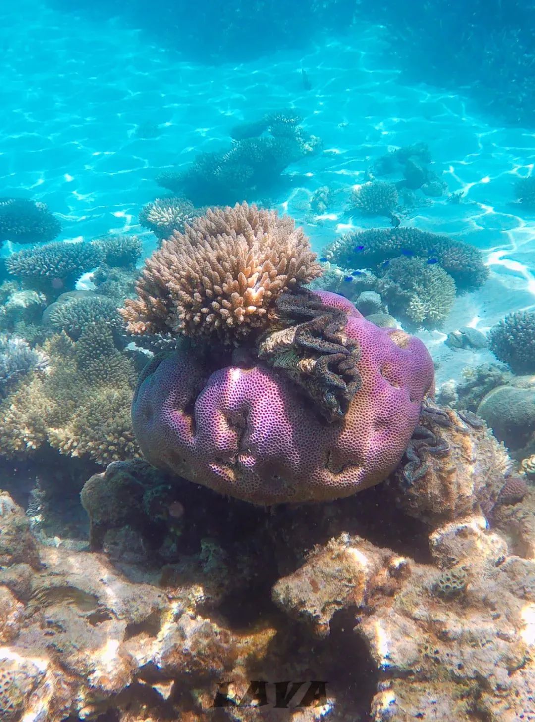 Coral Bay | 与大海热恋的日子