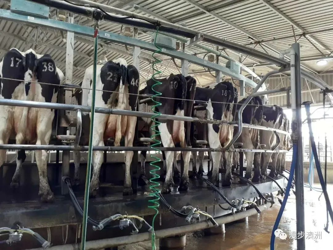 在澳洲当个牧民！如何选择体验好的奶牛场？