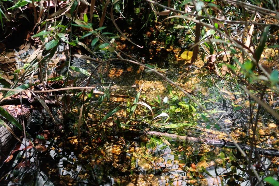 kakaDO or kakaDON’T ? 【雨季卡卡杜不完全手册】