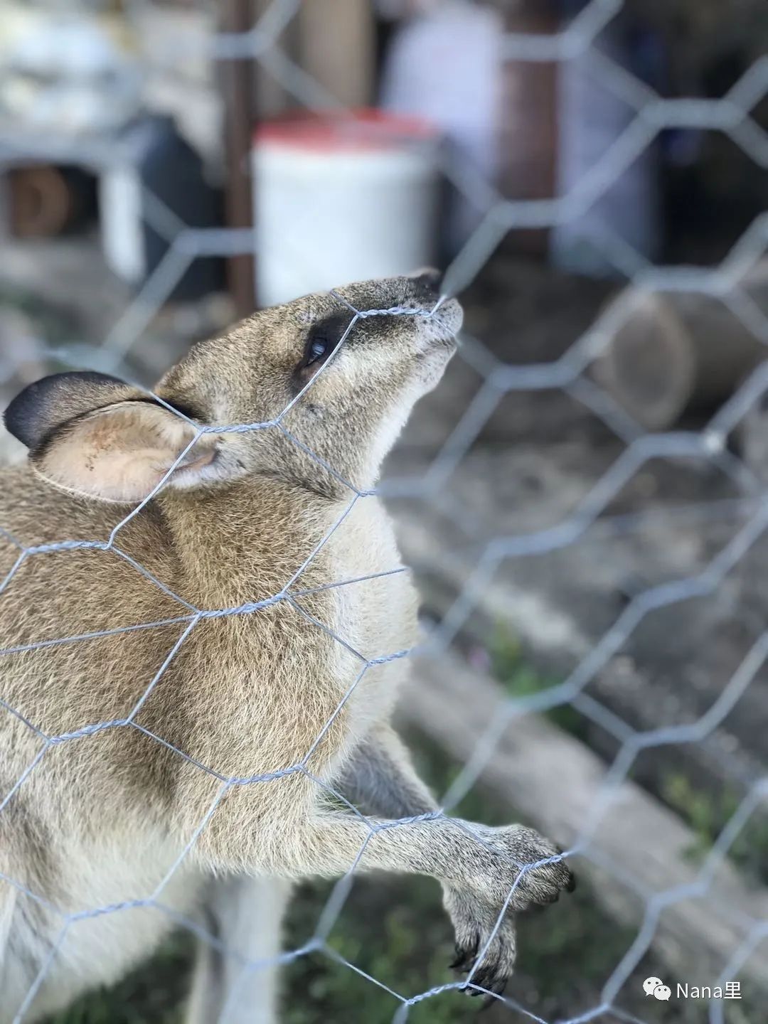 在澳洲换宿成一名铲屎官