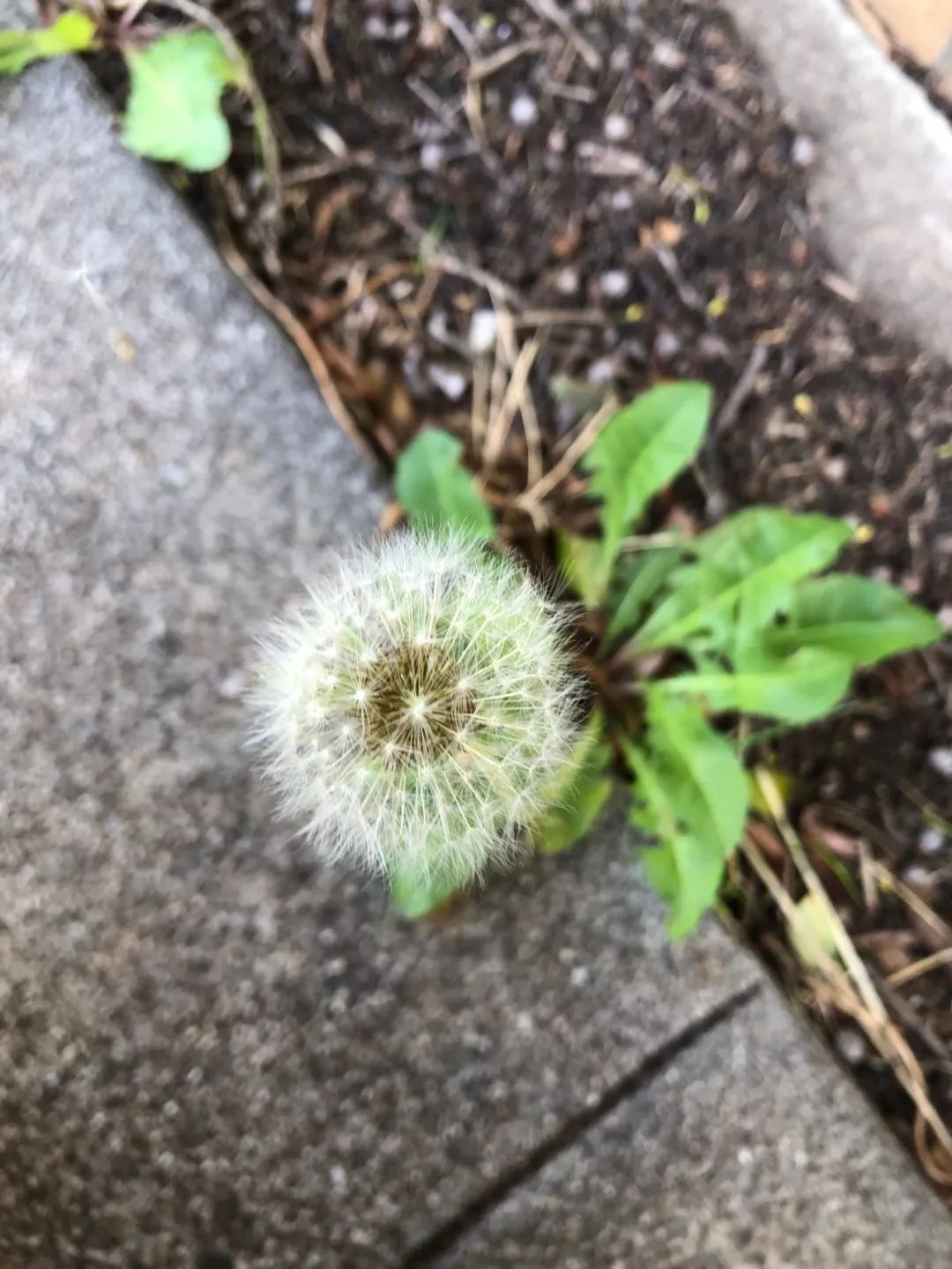 (补)第12周：最孤单的除夕