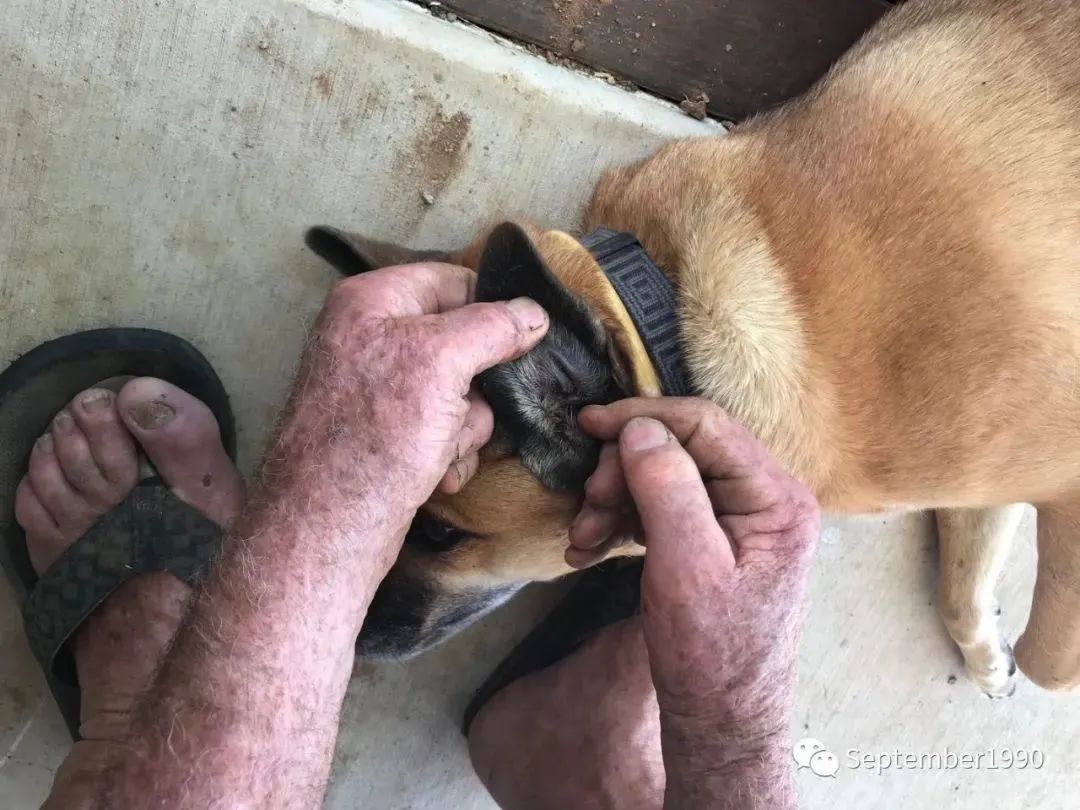 散步遛了个弯，就找到了换宿！过上不一样的real Aussie life