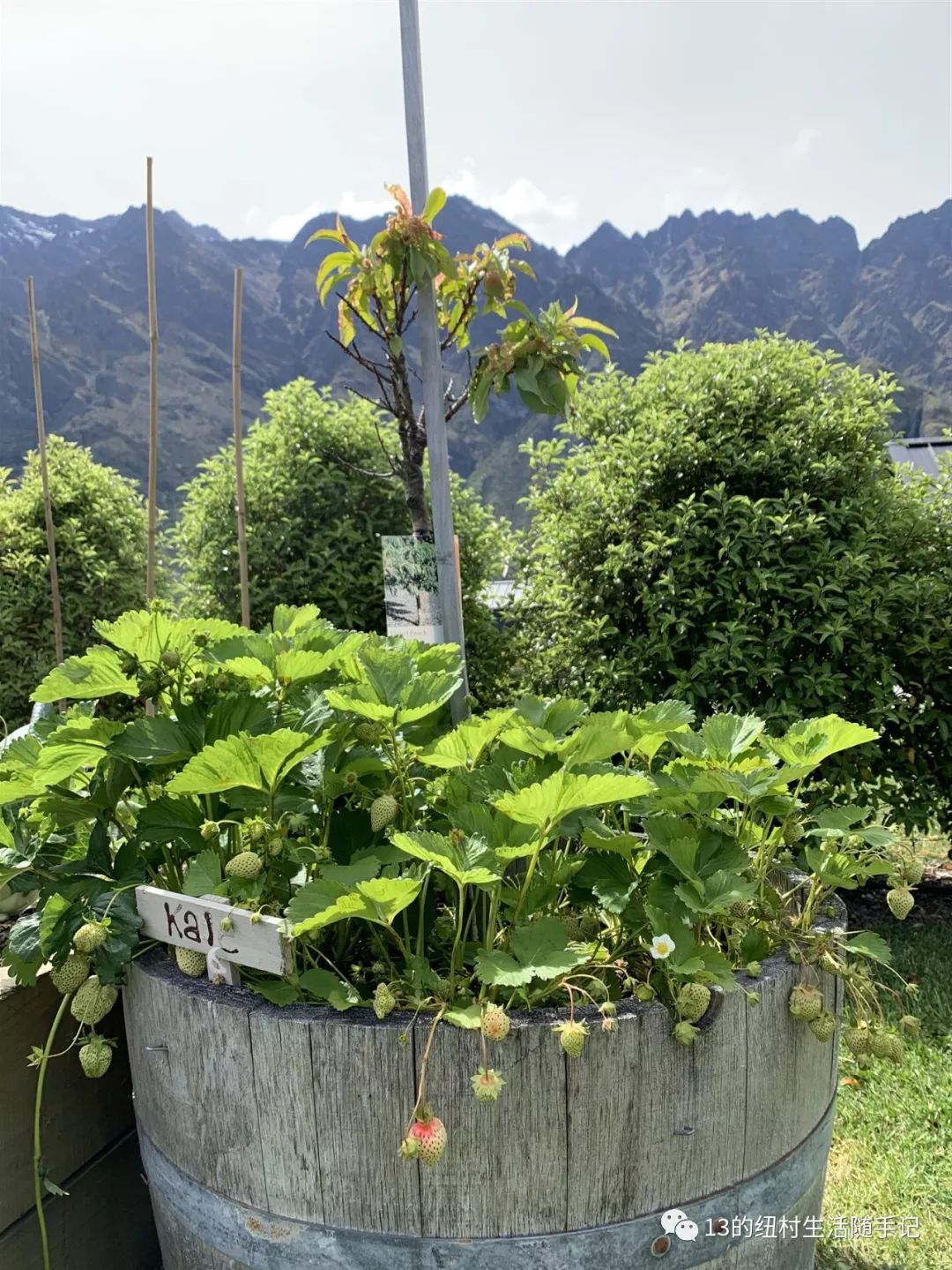 再见，Flat Bush