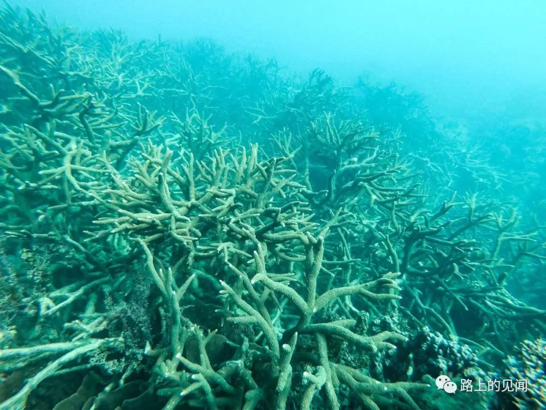 浮潜看珊瑚海，悠闲好去处Coral Bay