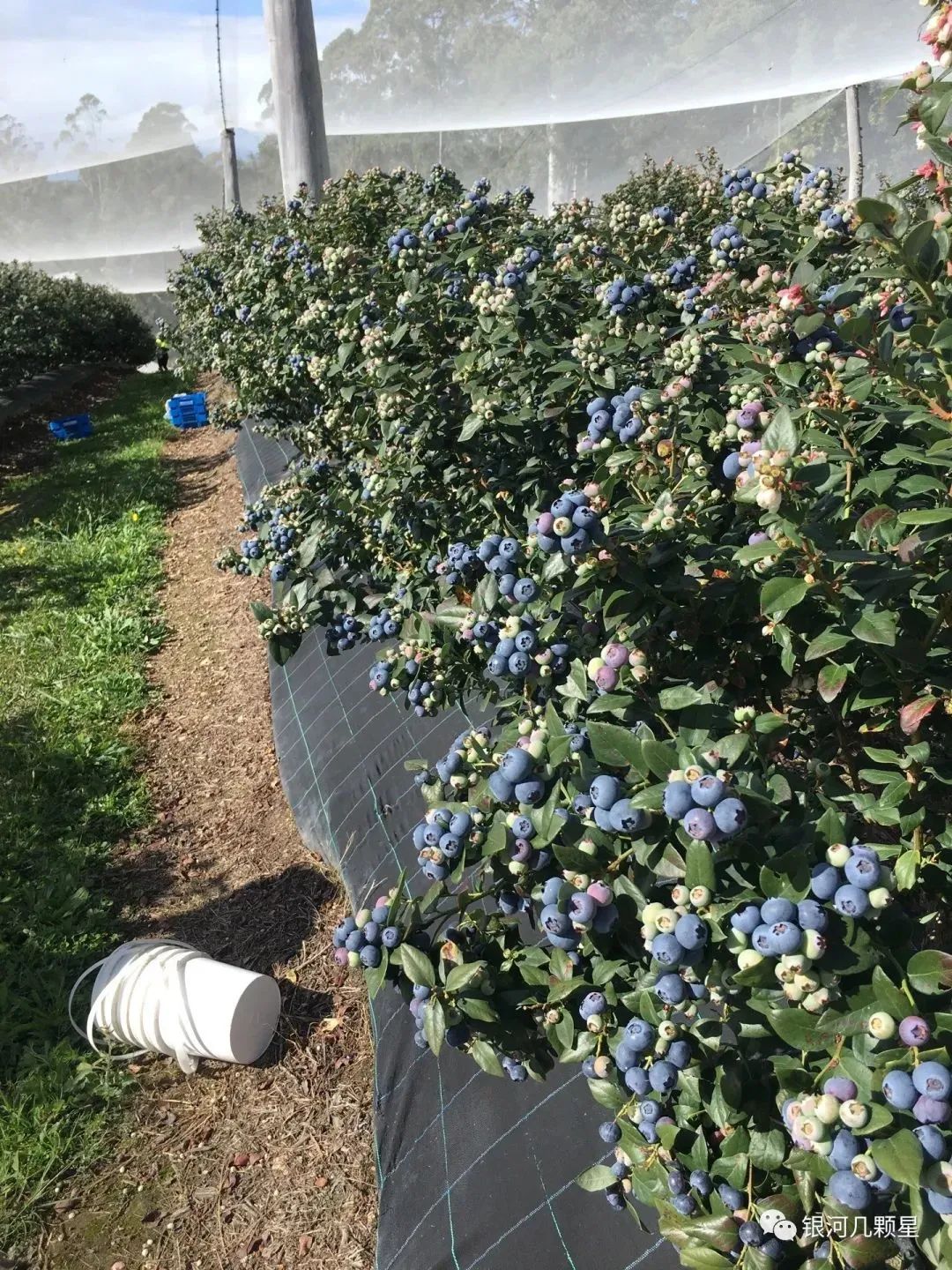 科夫港带着神仙住宿的蓝莓农场，招人啦！
