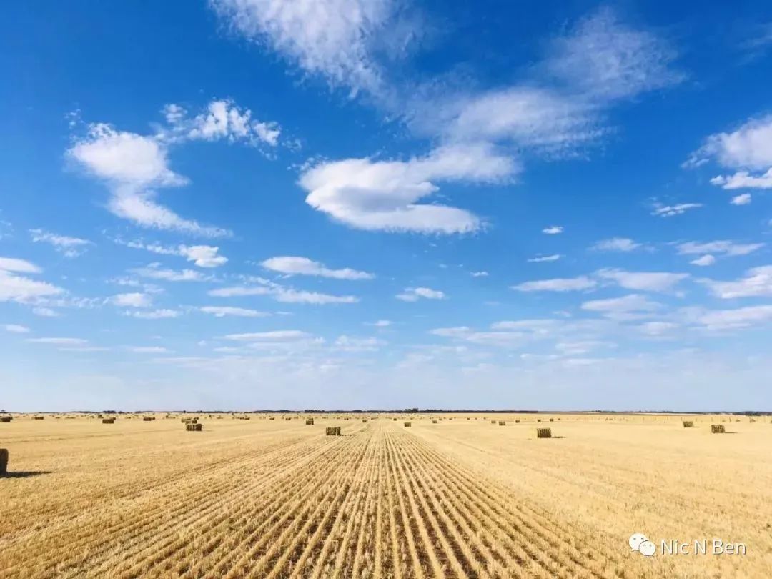 Australia Hay season饲草收割季