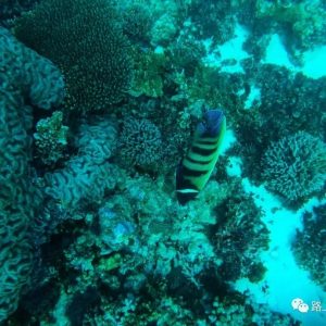 浮潜看珊瑚海，悠闲好去处Coral Bay