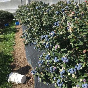 科夫港带着神仙住宿的蓝莓农场，招人啦！