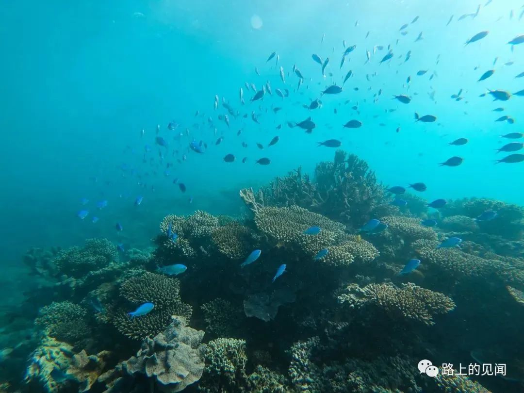 浮潜看珊瑚海，悠闲好去处Coral Bay