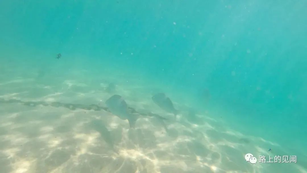 浮潜看珊瑚海，悠闲好去处Coral Bay