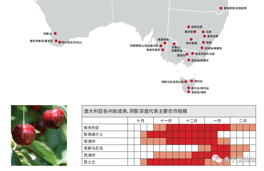 土澳各州樱桃采摘工作资讯，樱桃杀手请收藏！
