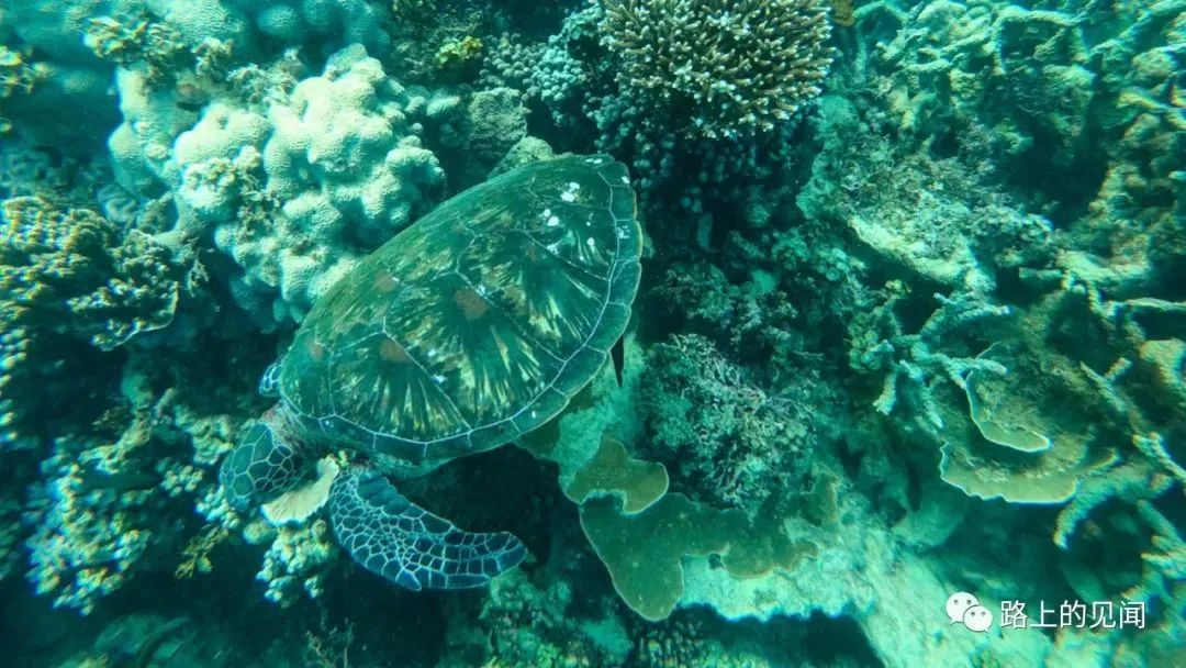 浮潜看珊瑚海，悠闲好去处Coral Bay