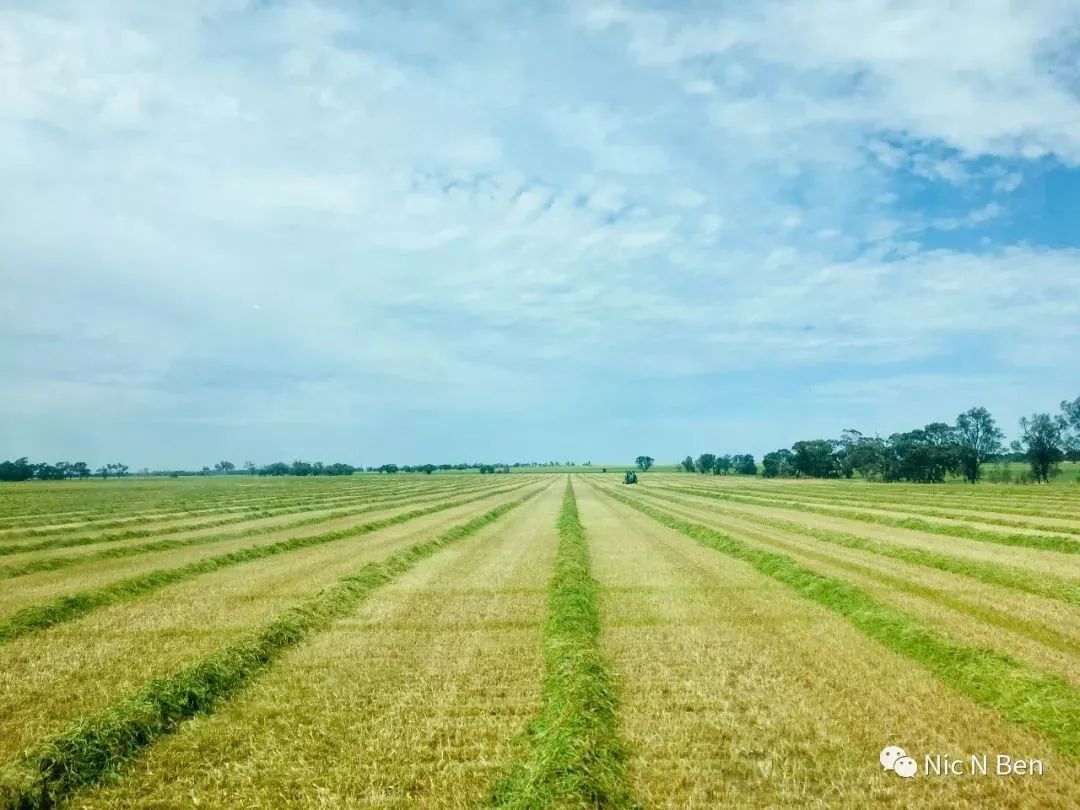 Australia Hay season饲草收割季