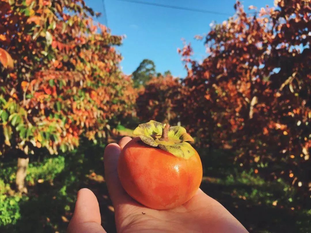 老板说：“ALL FRUITS GONE, SEE U NEXT YEAR”