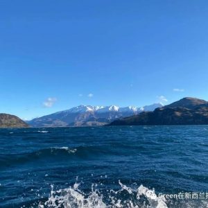 NZ Week100——去湖岛看始祖鸟