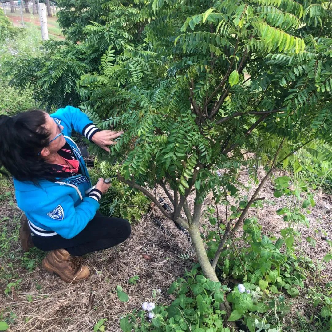 去xx的bushfire志愿者骗局