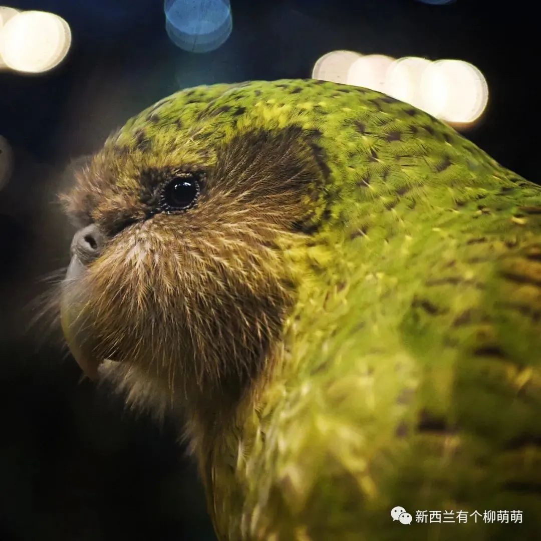 新西兰五年影记 醒来梦中都是你