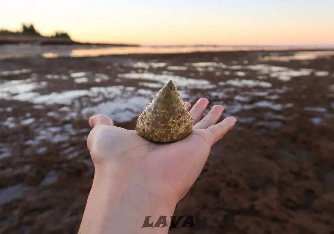 不止袋鼠考拉，土澳还有很多神奇宝贝！