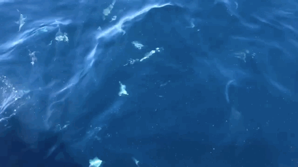 笼中潜水，寻找失踪的大白鲨。