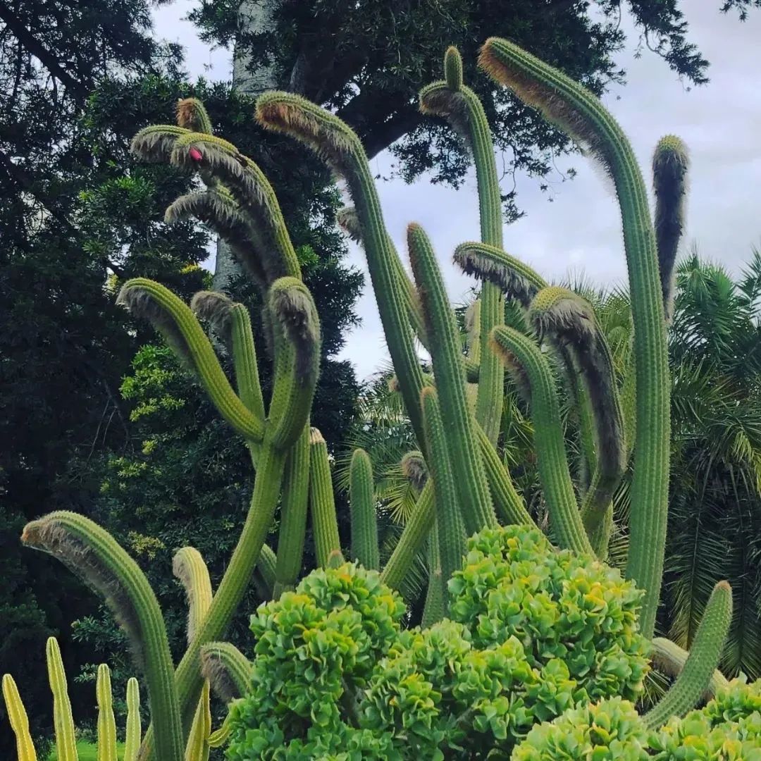 红酒猪肘大香肠，舌尖上的阿德