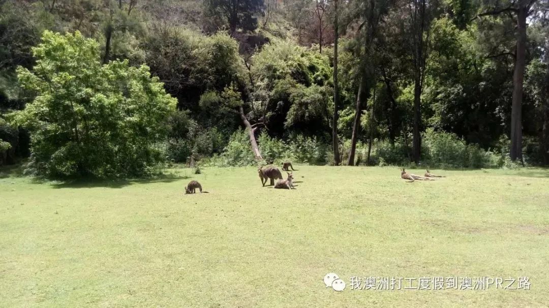 澳洲打工度假，浅谈对打工的了解和建议