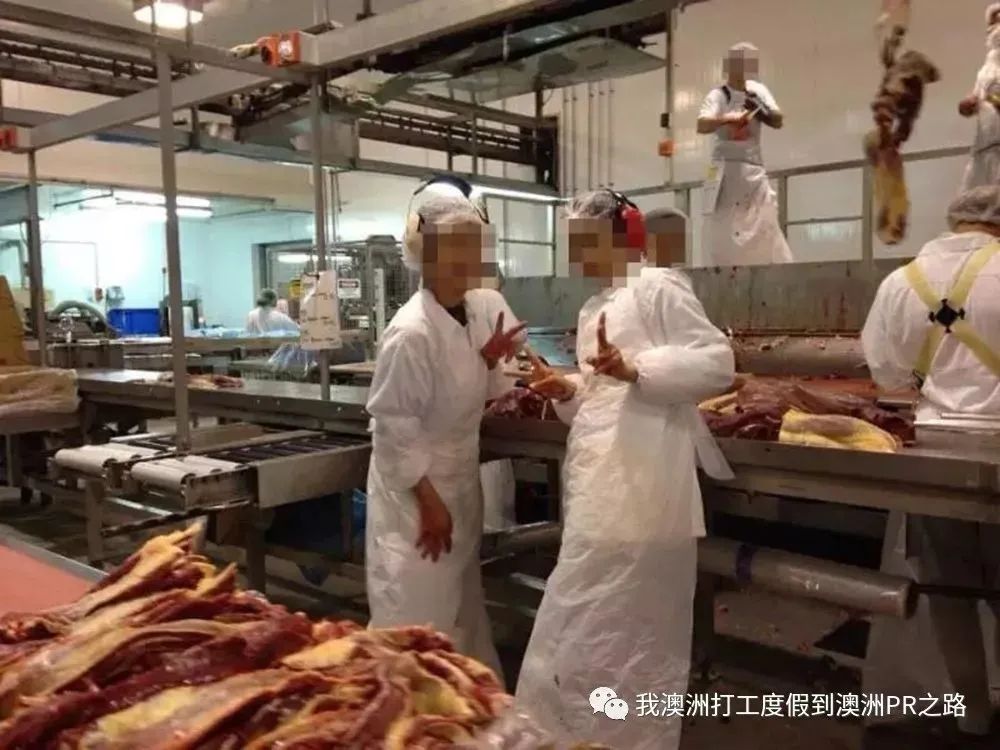 打工度假小伙伴去澳洲肉厂值得吗？