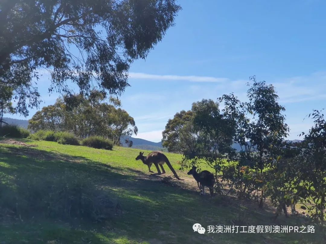 终于结束租房搬家的日子，土澳买房日记！