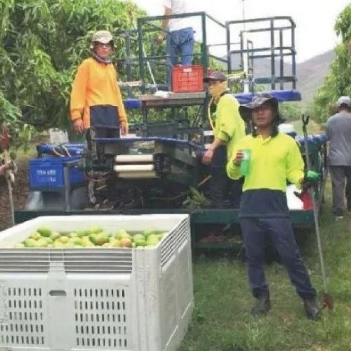 3年半，我的澳洲打工度假&学习经历