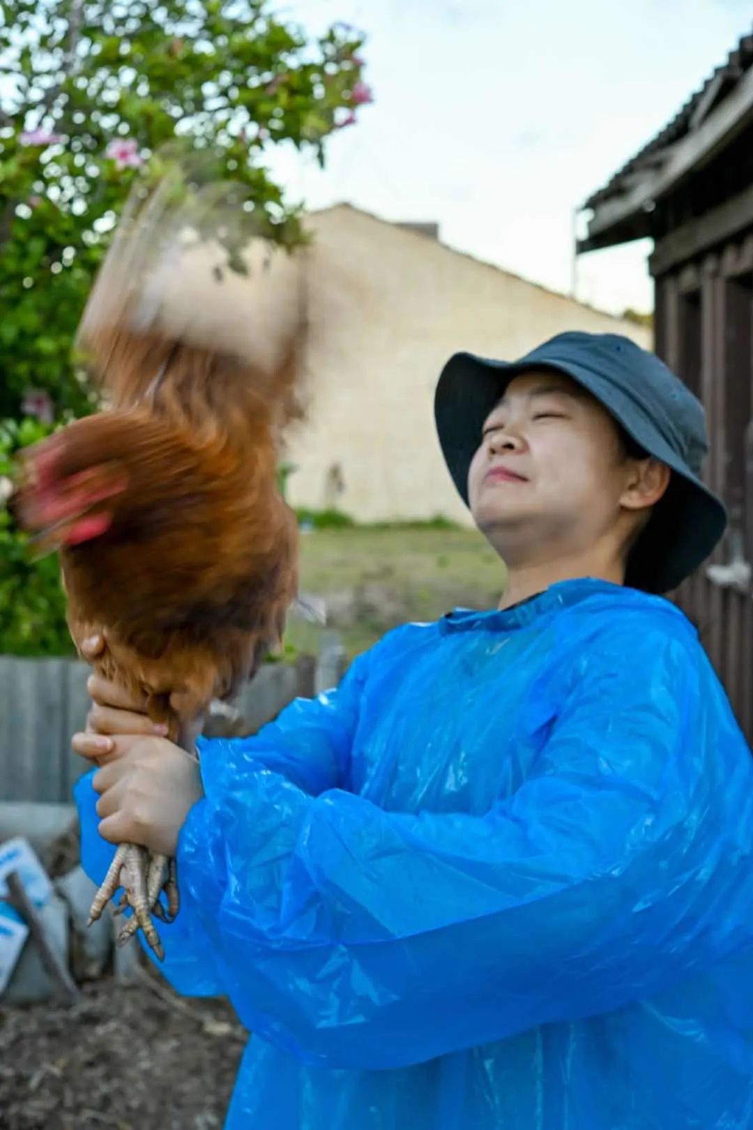 在澳洲养花种菜，养鸡生蛋的日子