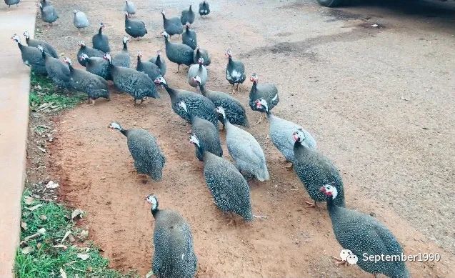 西澳囧途（上）：北领地拉响警报，跨州入境变味公路旅行