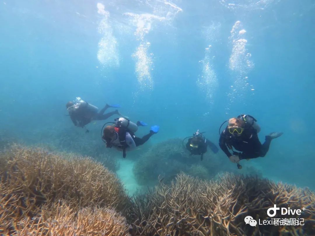 在大堡礁77次潜水的不完全记录