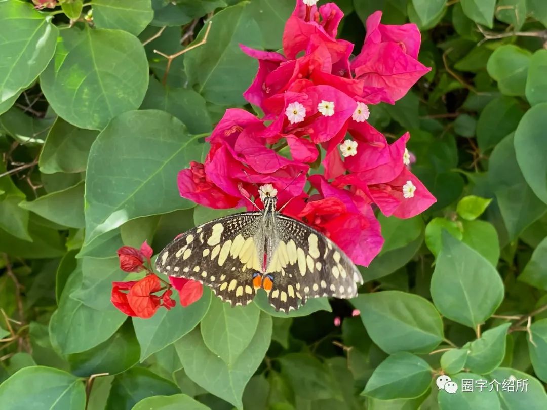 今天睡车里｜可爱水果和梦幻太空并存的Carnarvon