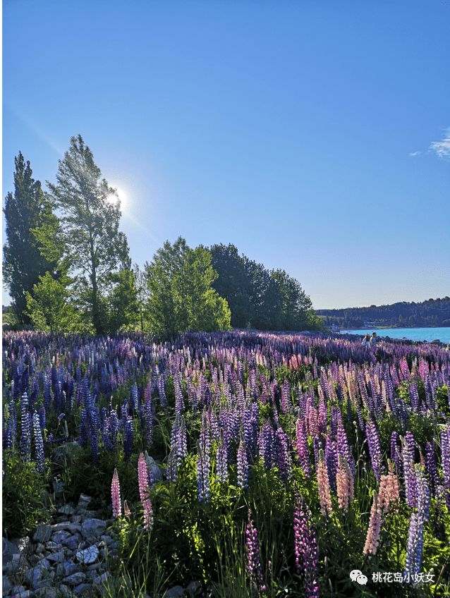 Tekapo | 风花雪月，这三年