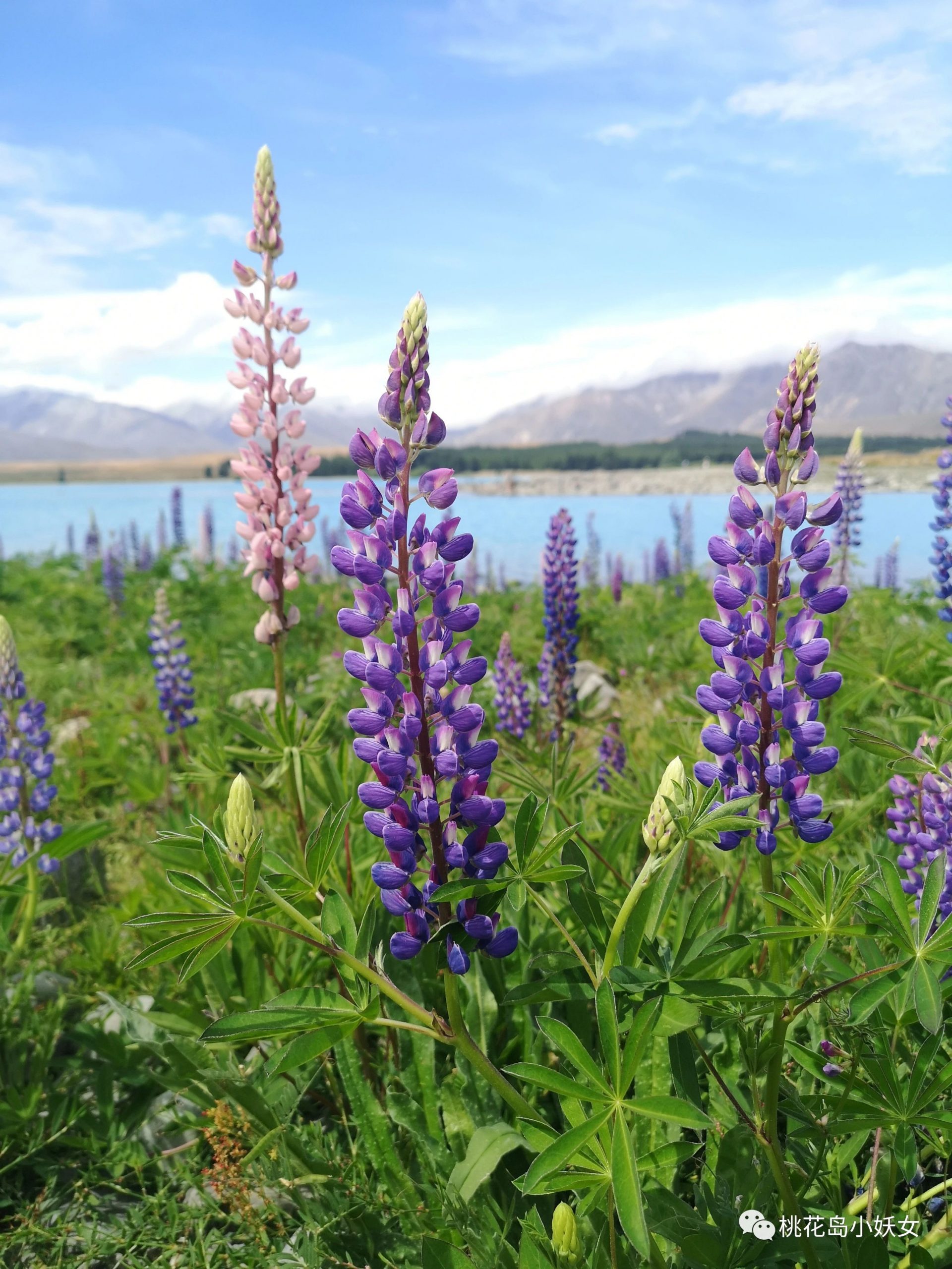 Tekapo | 风花雪月，这三年