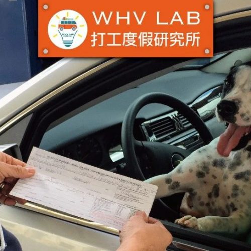 新西兰WHV期间，如何合法开车？附攻略