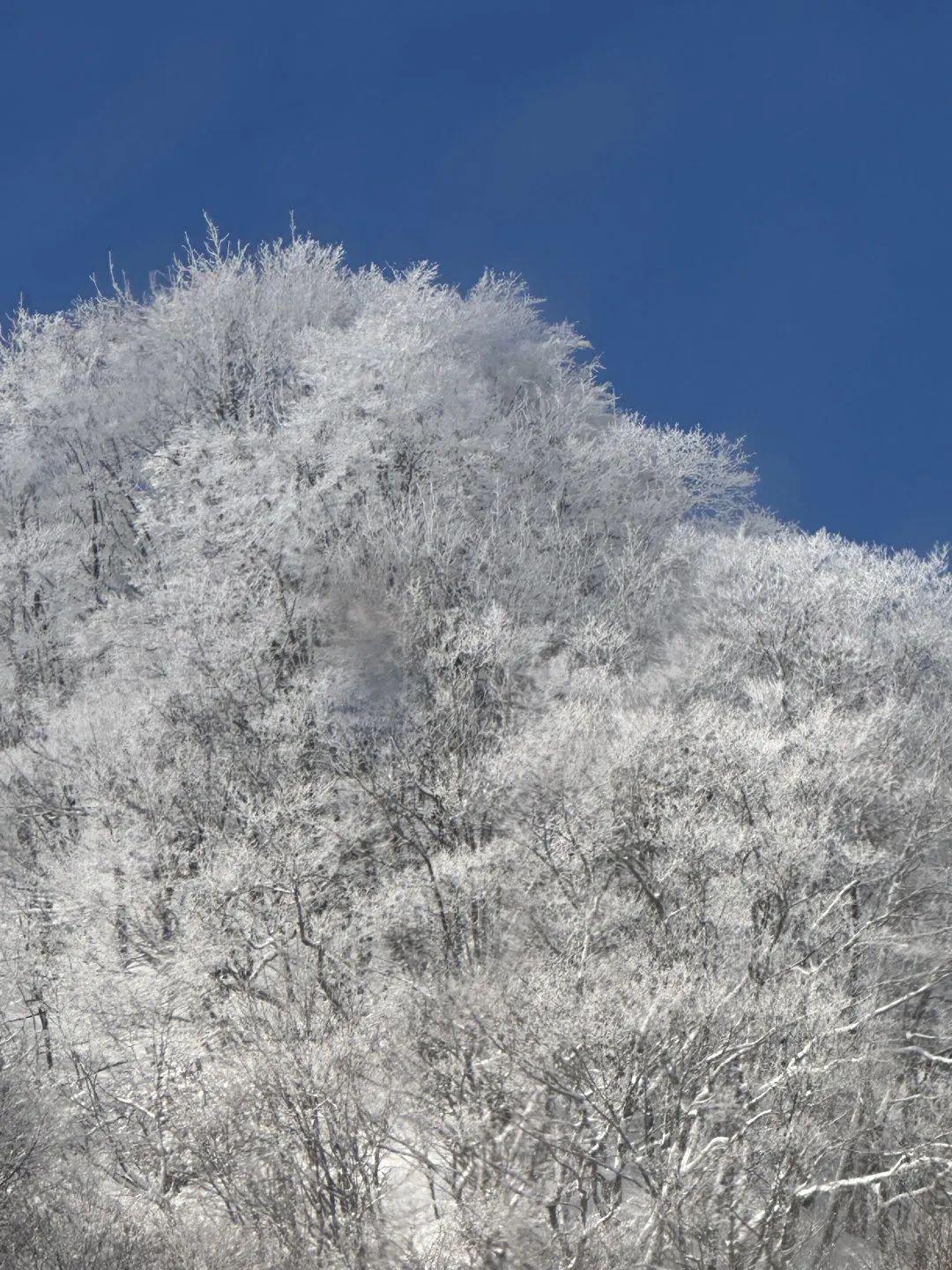 用澳洲买的“Epic Pass”去日本（“免费”滑雪篇）