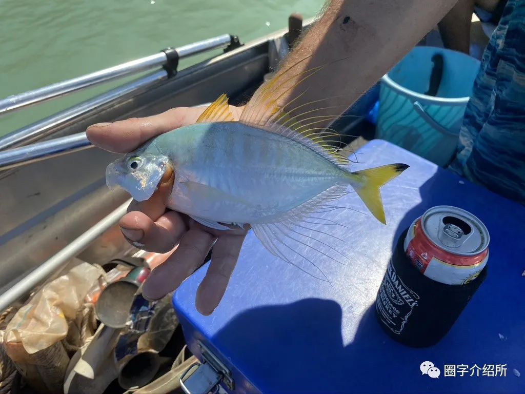 布鲁姆夏日乐悠悠